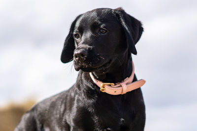 Close-up of black dog