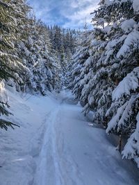 Snow covered road amidst trees against sky