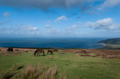 Exmoor ponies grazing and roaming free by the sea in somerset on exmoor national park