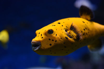 Close-up of fish swimming in sea