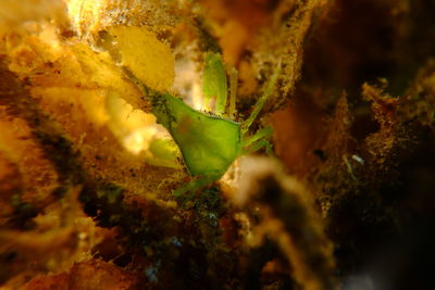 Macro shot of lizard on plant