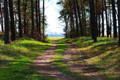 Footpath amidst trees in forest