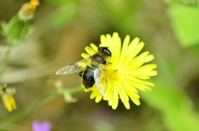 Close-up of bee pollinating on yellow flower