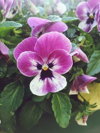 Close-up of pink flowers blooming outdoors