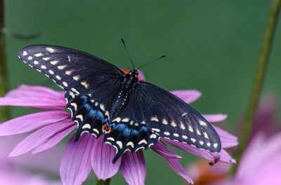 Close-up of butterfly pollinating on flower