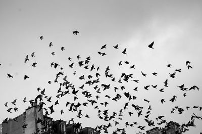 Low angle view of birds flying against sky