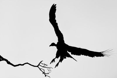 Low angle view of eagle flying against clear sky