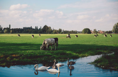Swans swimming on lake with cows grazing in background