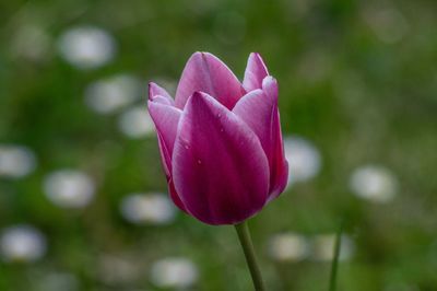 Close-up of pink tulip