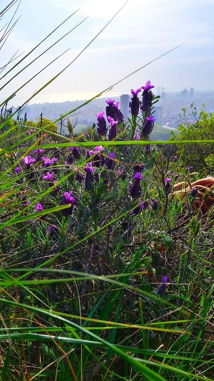 flower, freshness, growth, plant, fragility, beauty in nature, nature, blooming, purple, field, sky, in bloom, stem, wildflower, blossom, day, growing, outdoors, power line, no people