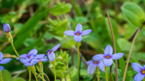 Close-up of purple flowering plant