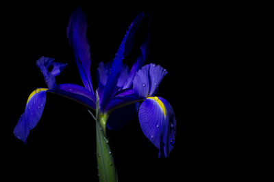 Macro shot of water drops on flower