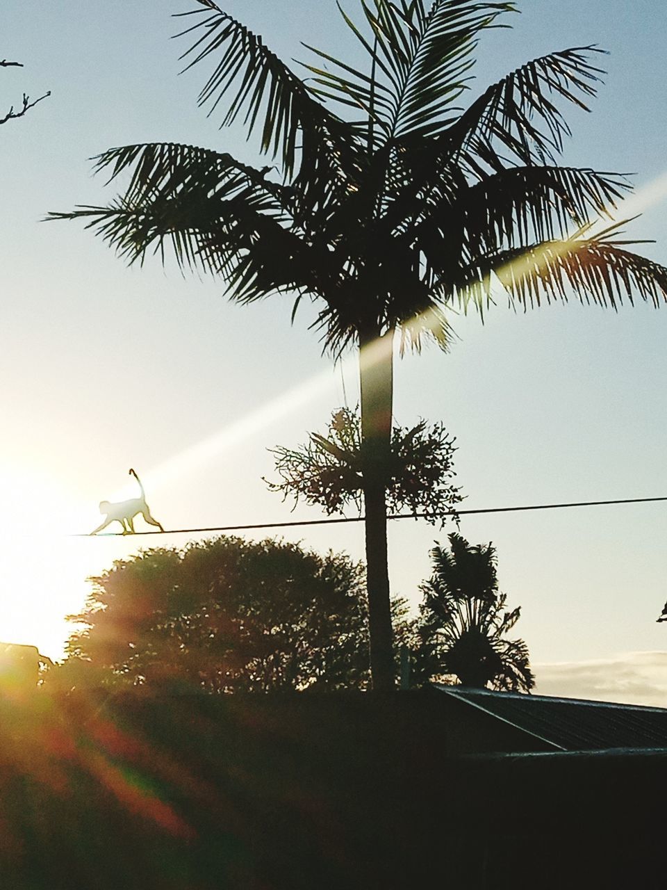 LOW ANGLE VIEW OF SILHOUETTE COCONUT PALM TREES AGAINST SKY