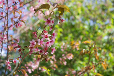 Close-up of pink flowering plant