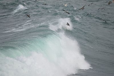 High angle view of birds flying over waves in sea