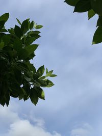 Low angle view of leaves against sky