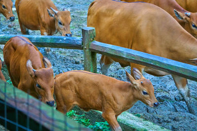 High angle view of cows and calves walking in pen