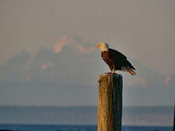 Close-up of eagle perching on wooden post at sea against sky