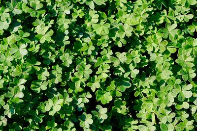 Full frame shot of clovers growing on field