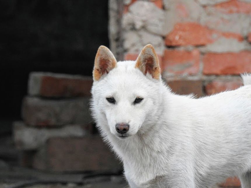 CLOSE-UP OF WHITE DOG