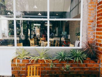 Plants growing in store