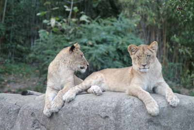 Cats on rock