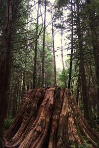 Trees growing in forest