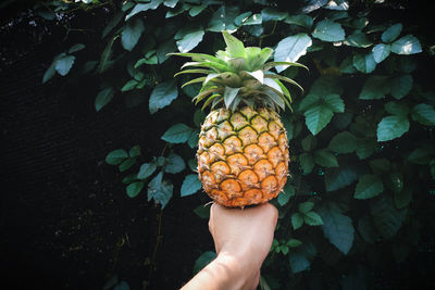 Cropped image of person holding fruit