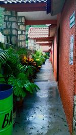 View of plants