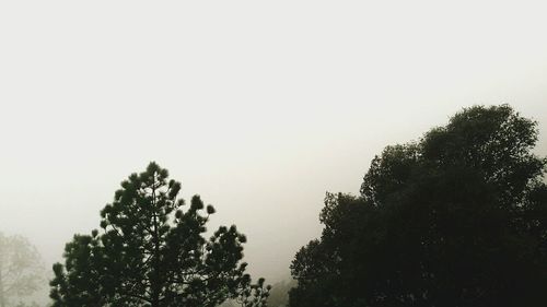 Low angle view of trees against clear sky