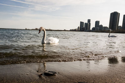 Swan swimming on lake against sky