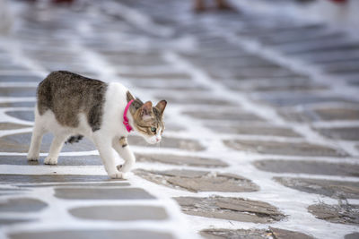 Cat sitting on footpath