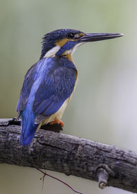 Close-up of common kingfisher on branch