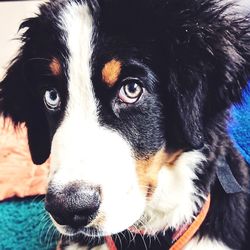 Close-up portrait of dog