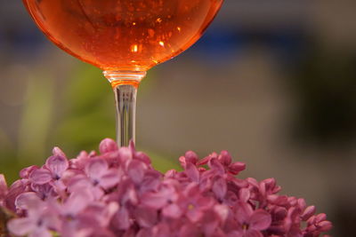 Close-up of pink roses