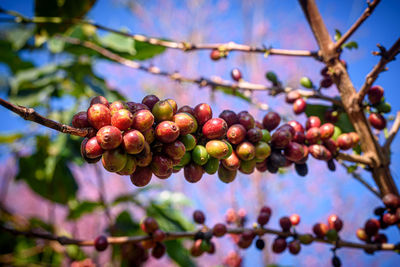 Low angle view of berries growing on tree against sky