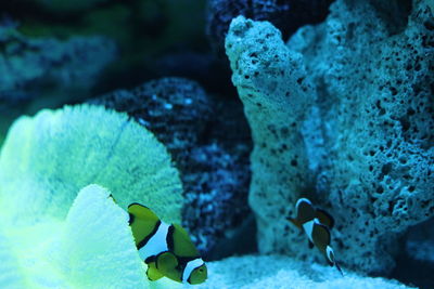 Close-up of fish in sea