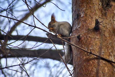 Low angle view of squirrel sitting on tree trunk