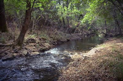 Scenic view of river in forest