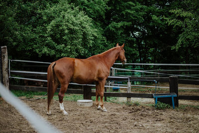 Horse standing on field