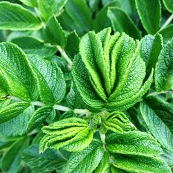 Full frame shot of green leaves