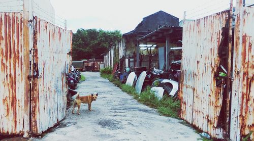 Dog on road amidst buildings against sky