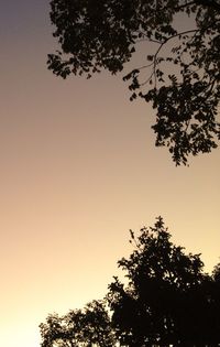 Low angle view of trees against clear sky