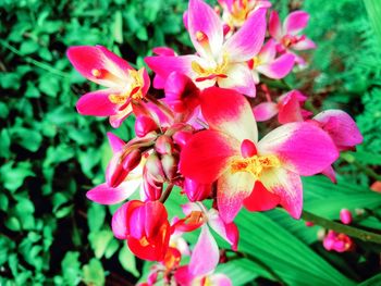 Close-up of pink flowering plant in park