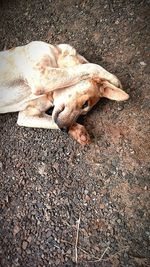 High angle view of dog sleeping