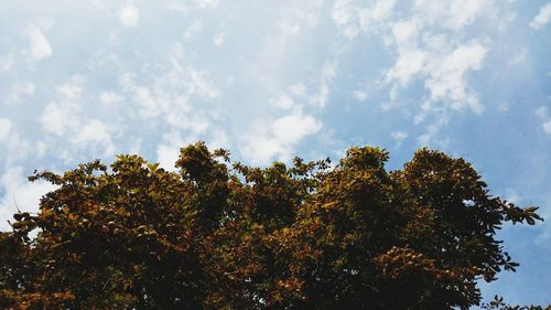 Low angle view of trees against sky