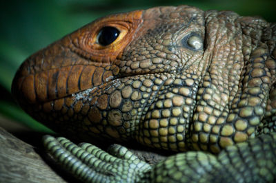 Close-up of lizard