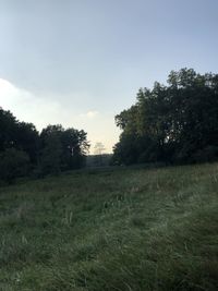 Trees on field against sky