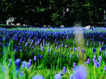 View of flowers growing in field