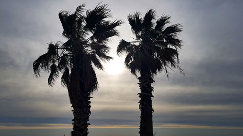 Low angle view of coconut palm tree against sky